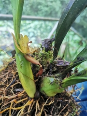 Maxillaria rufescens