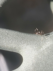 Paratrechina longicornis