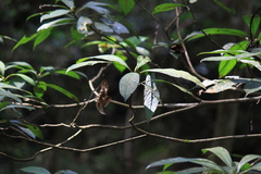 Machilus leptophylla