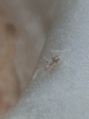 Paratrechina longicornis