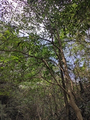 Machilus leptophylla