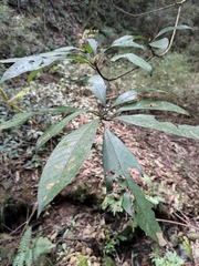 Machilus leptophylla