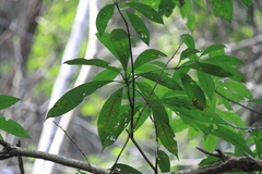 Machilus leptophylla