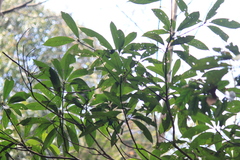 Machilus leptophylla