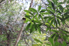 Machilus leptophylla