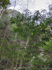 Machilus leptophylla