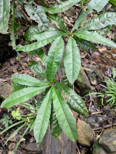 Chinese Bayberry