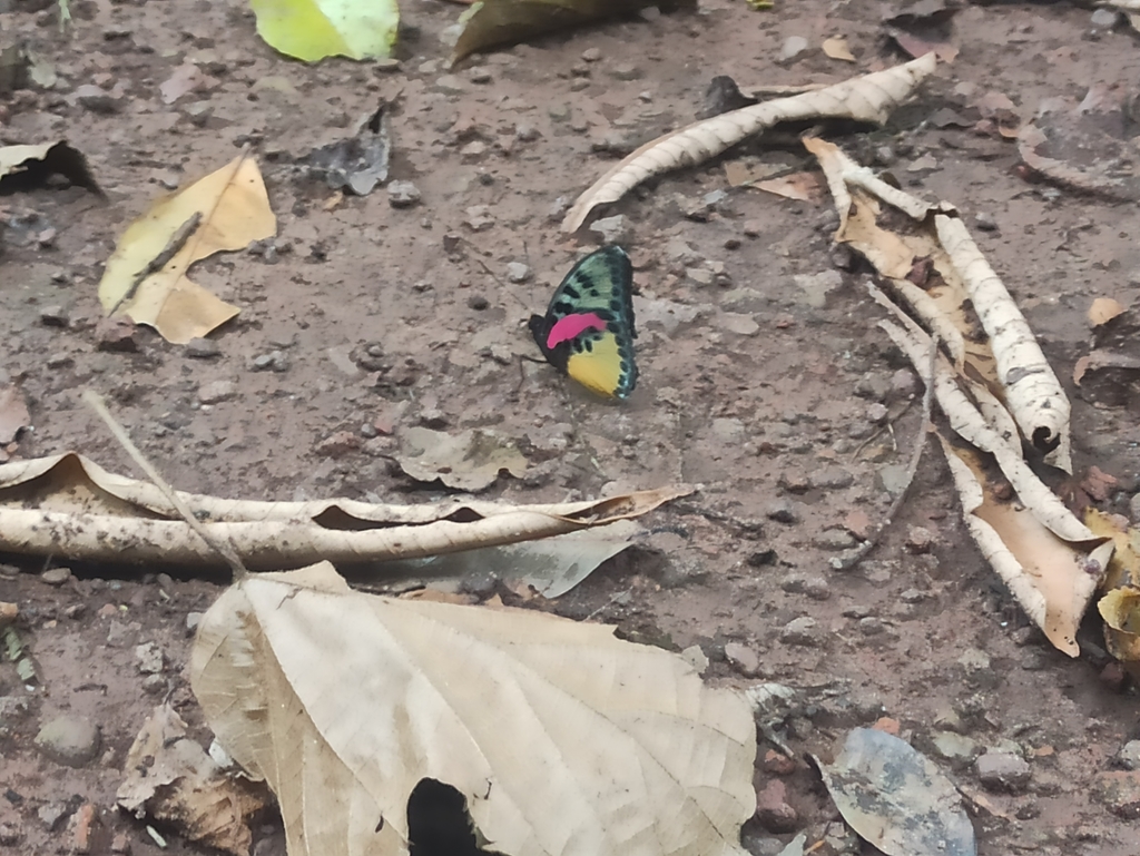 Euphaedra melpomene