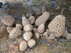 Morchella tomentosa