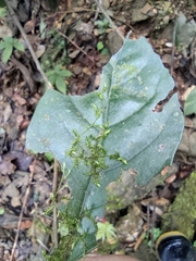 Thuidium cymbifolium