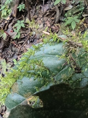 Thuidium cymbifolium