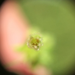 Stellaria apetala