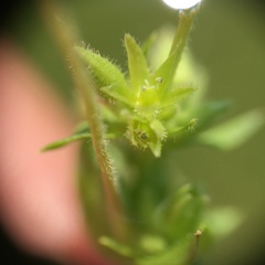 Stellaria apetala