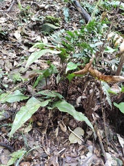 Neocheiropteris ovata