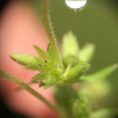 Stellaria apetala