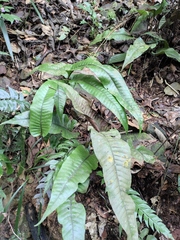 Neocheiropteris ovata