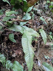 Neocheiropteris ovata