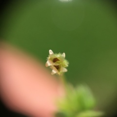 Stellaria apetala