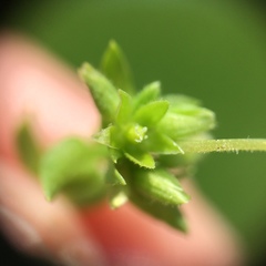 Stellaria apetala