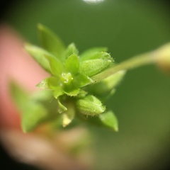 Stellaria apetala