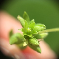 Stellaria apetala