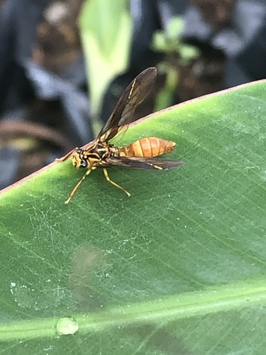 Lissoscarta nipata