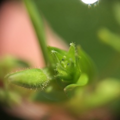 Stellaria apetala