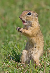 Spermophilus citellus