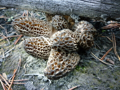 Morchella exuberans