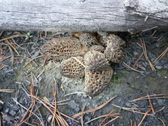 Morchella exuberans