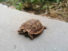 Testudo graeca