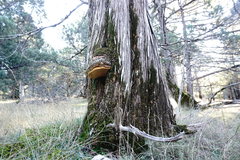 Pyrofomes demidoffii