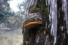 Pyrofomes demidoffii