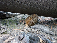 Morchella exuberans