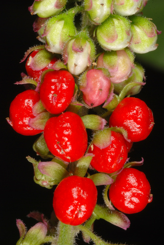 Rivina humilis
