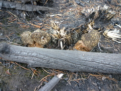 Morchella exuberans