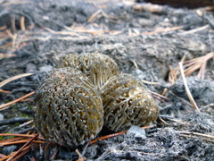 Morchella exuberans