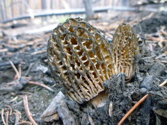 Morchella exuberans