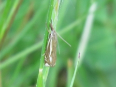 Crambus lathoniellus