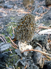 Morchella exuberans