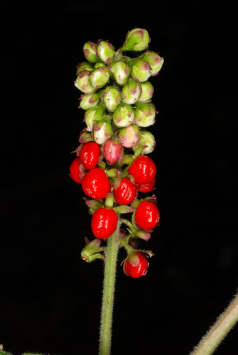 Rivina humilis