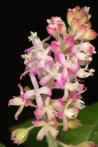 Rivina humilis