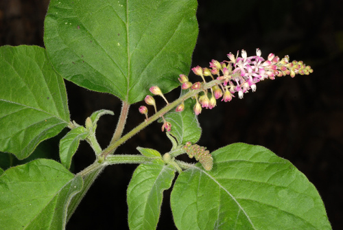 Rivina humilis