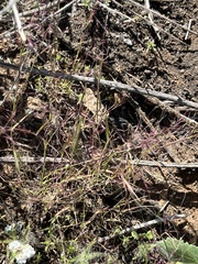 Muhlenbergia microsperma