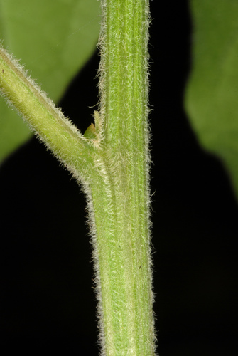 Rivina humilis