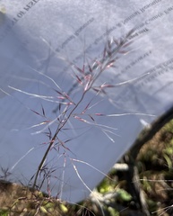 Muhlenbergia microsperma