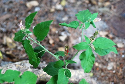Rivina humilis