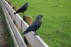 Corvus monedula