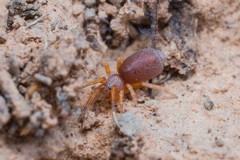 Prodidomus amaranthinus