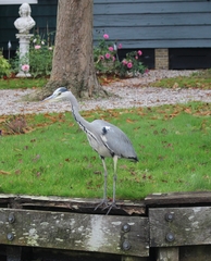Ardea cinerea